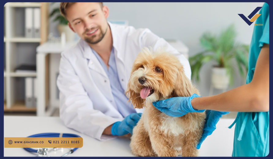 دامپزشکی در روسیه